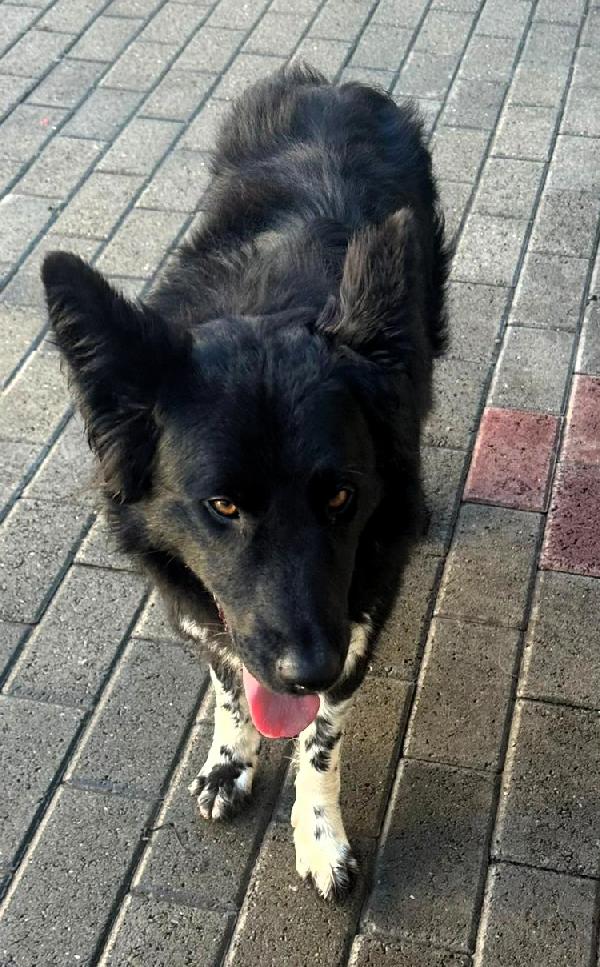 NICHOLAS BORDER COLLIE Foto 4